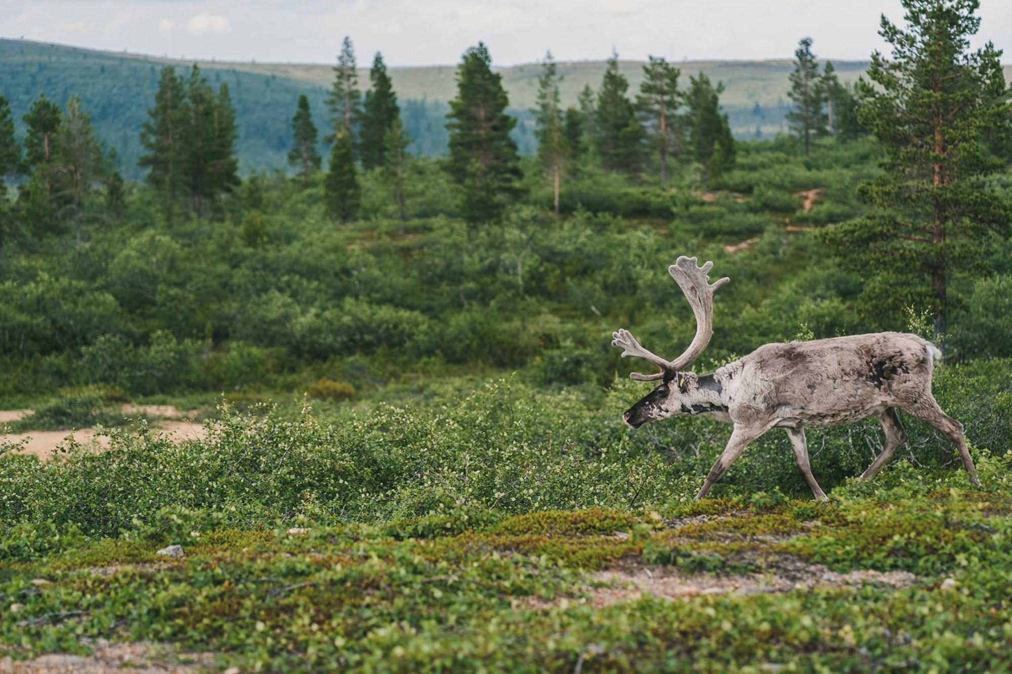 Fell Centre Kiilopaeae, Hotelli Niilanpaeae Saariselkä Exteriör bild